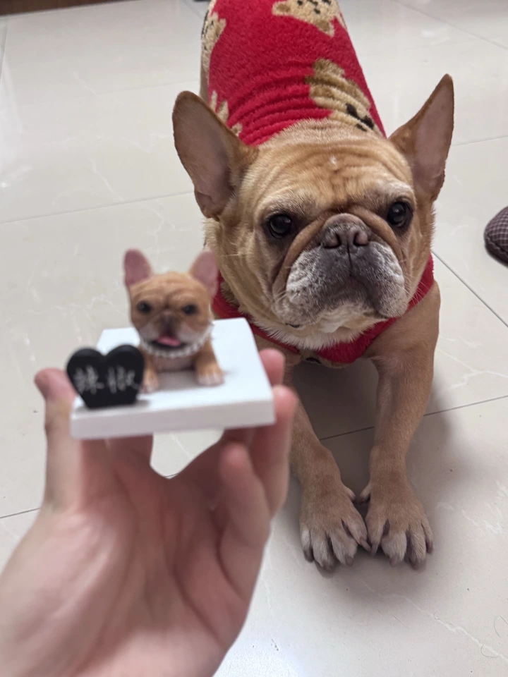 Pomeranian Custom Doll — custom collectible doll
